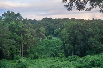 Lush Green Park In Southern United States  Atlanta  Georgia Trees In The Summer With Kudzu