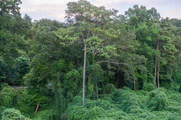 Lush Green Park In Southern United States  Atlanta  Georgia Trees In The Summer With Kudzu