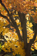 秋の公園の黄葉した木々