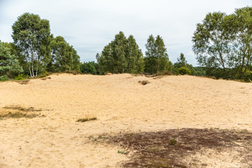 Fototapeta na wymiar Zandverstuiving op Rozendaalseveld bij Velp