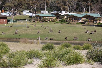 Fototapeta na wymiar Kangaroos on the beach at Merry Beach on the south coast of New South Wales in Australia
