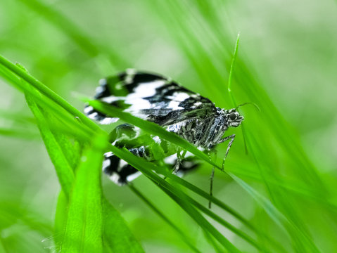 Black and white butterfly in the forest