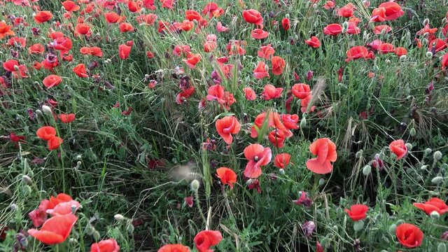 Vivid poppy field on meadow, fly over