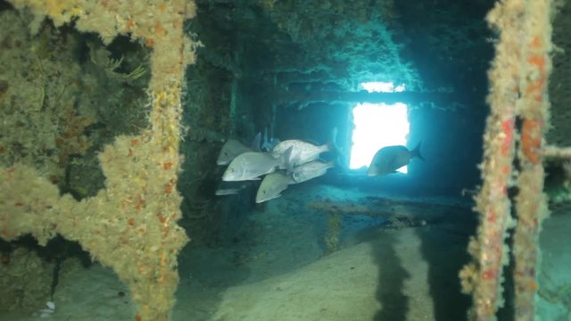 School of fish swim inside sunken boat, POV