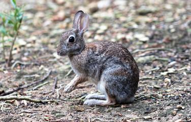 Naklejka na ściany i meble The Eastern Cottontail Bunny Rabbit