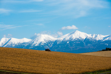 Fototapeta premium 秋の農作業と冠雪の山並み