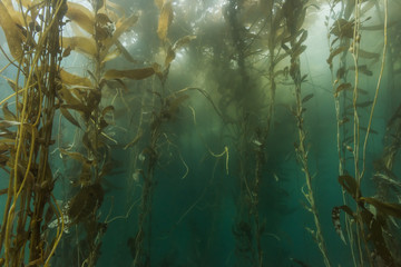 Fototapeta na wymiar California Kelp Forest
