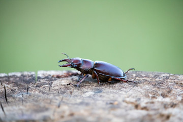 Large Stag Beetle