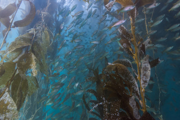 School of fish in Kelp
