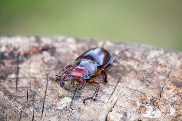 Large Stag Beetle