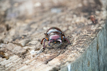 Large Stag Beetle