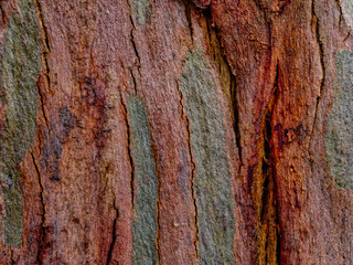 Tree bark texture  background