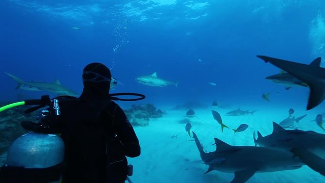 Scuba diver watches sharks swim past, POV