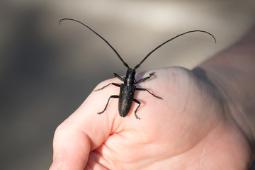 Macro of Long-horned Beetle Crawling on Hand