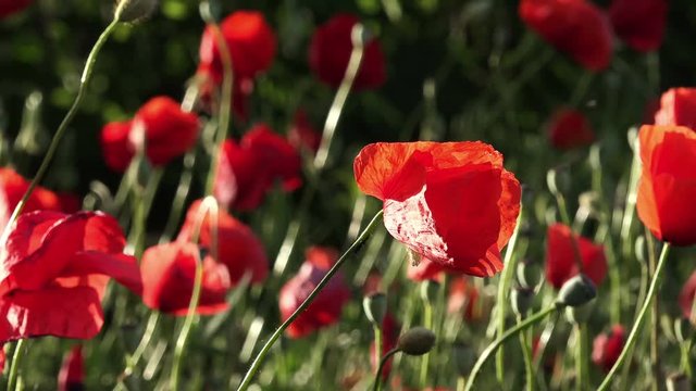 Vivid poppy field on meadow