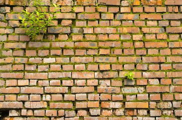 background the plant and the barb wire on a brick wall