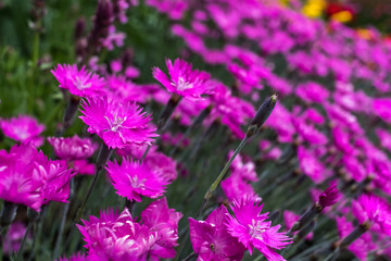 Fototapeta premium Purple Flowers