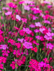 Fototapeta premium Pink Flowers