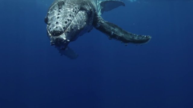 Humpback whale swims upside down, Tonga