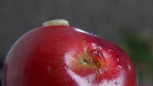 Fruit worm on Fresh, ripe, juicy cherry, extreme 