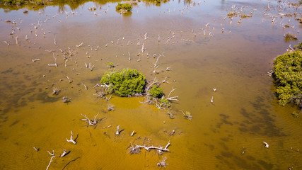 Aerial view of a petrified forest in a mangrove swamp
