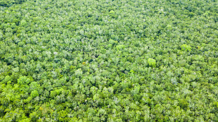 Aerial view of an unbroken tree canopy in a tropical forest