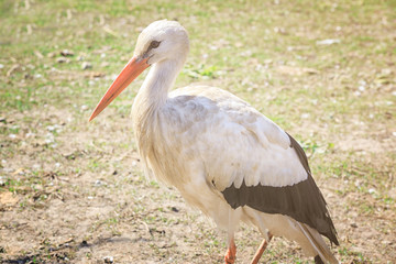 Beautiful stork outdoors on sunny day