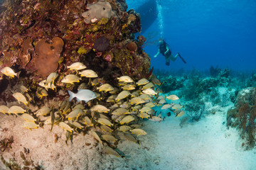 A school of Grunt on a shallow, tropical coral reef