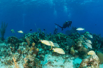 Fototapeta na wymiar Colorful tropical fish and scuba divers on a coral reef