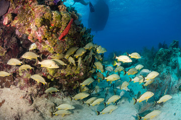Fototapeta na wymiar A school of Grunt on a shallow, tropical coral reef
