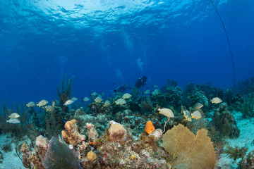 Colorful fish and scuba divers on a coral reef