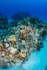 Naklejka na ściany i meble An anchor chain from a cruise ship carelessly dropped causing damage to an otherwise healthy tropical coral reef. Careless dropping of anchor is a serious threat to shallow water reef around the world
