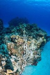 Fototapeta na wymiar An anchor chain from a cruise ship carelessly dropped causing damage to an otherwise healthy tropical coral reef. Careless dropping of anchor is a serious threat to shallow water reef around the world