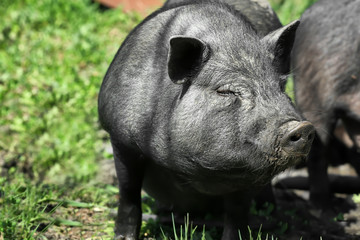 Big cute pig outdoors on sunny day