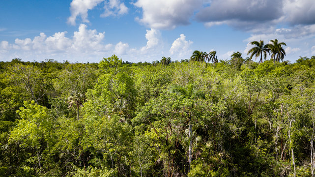 Fototapeta Aerial, tree level view of a tropical forest