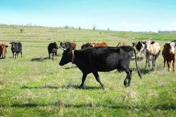 Herd of cows grazing on green field