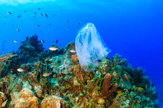 Plastic pollution:- a discarded plastic rubbish bags floats on a tropical coral reef presenting a hazard to marine life