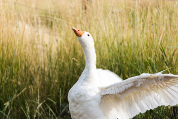 White Goose Flapping Wings
