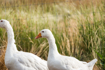 Naklejka na ściany i meble White Geese on a Farm