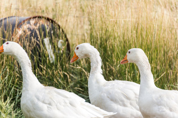White Geese on a Farm