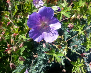 Nikko Blue Hydrangea
