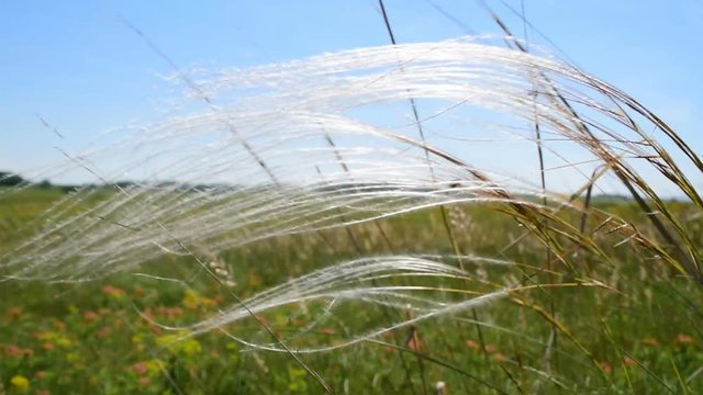 Rare species of grass,stipa pennata,on the wind