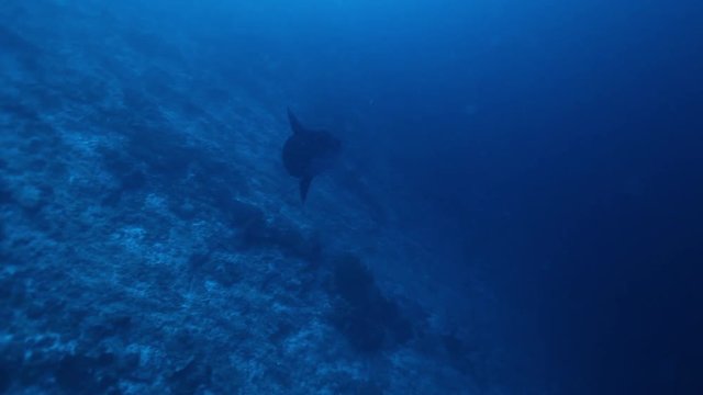 Small mola mola swims near reef