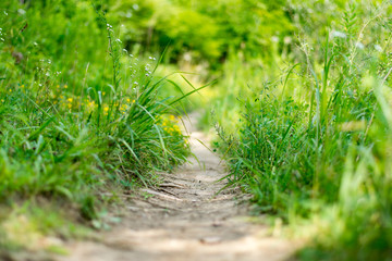 Hiking Path