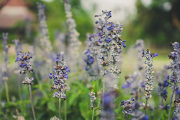 Purple salvia flower in garden.