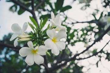 White and yellow frangipani flowers in the garden.
