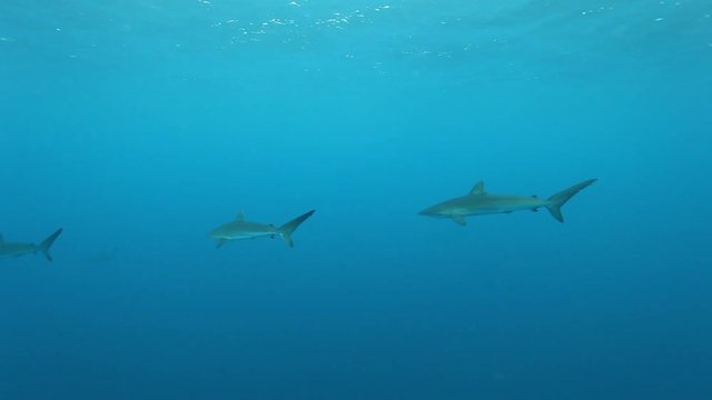 Group of sharks swim in open ocean, POV
