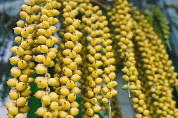 Close up of betel palm fruit on betel palm tree.