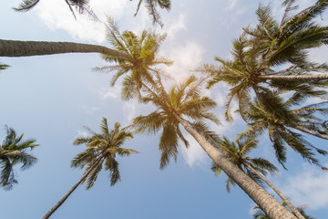 Obraz na płótnie Canvas Palm Trees Against Sky