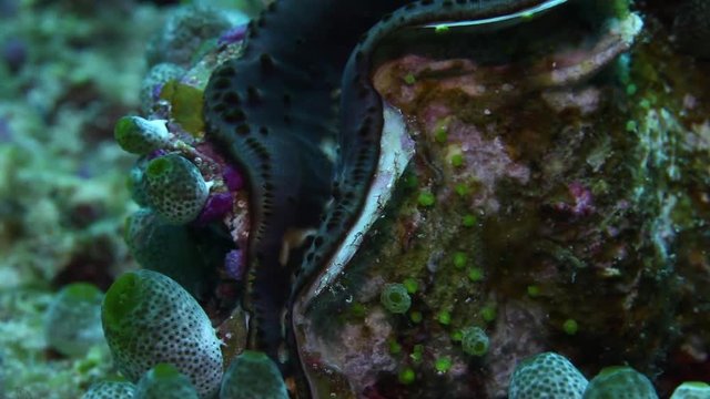 Close up, sea shell in tropical reef